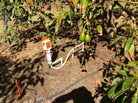 avocado tree moisture meter|how much water for avocados.